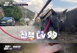 '동물은 훌륭하다' 장도연, "거짓말 아녜요?" 격한 리액션 부른 외출 중독 '산책냥' 등장!