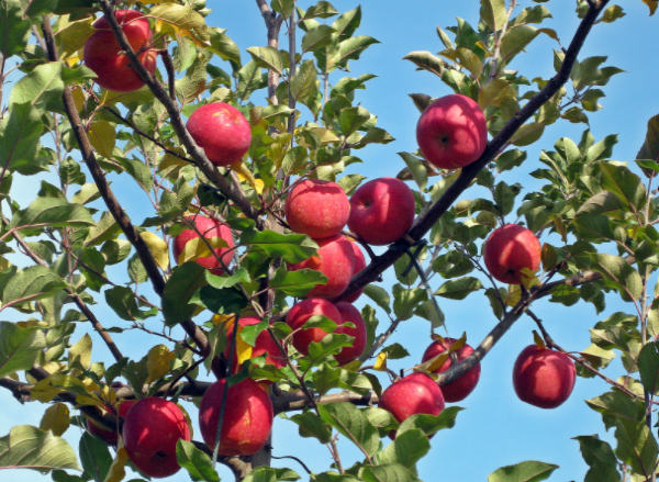 제23회 밀양얼음골 사과축제 온·오프라인 동시 개최