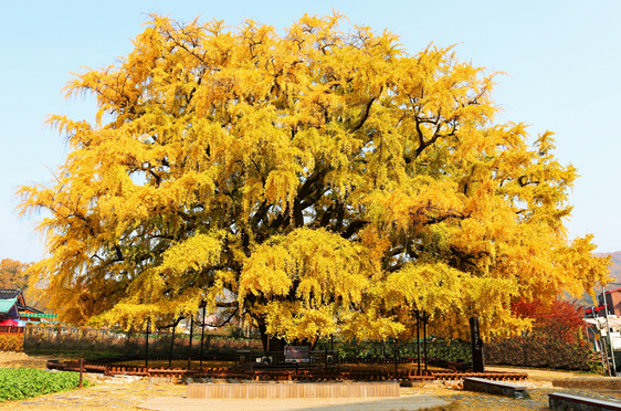천연기념물 제562호, 인천 장수동 은행나무