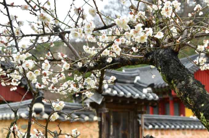 장성 필암서원 매화
