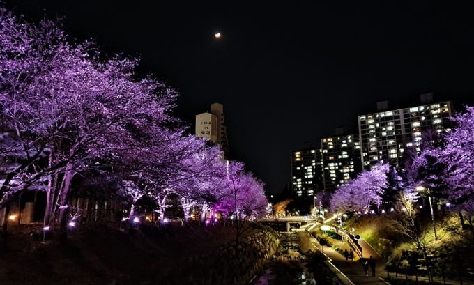 아름다운 조명을 더한 정평천 벚꽃
