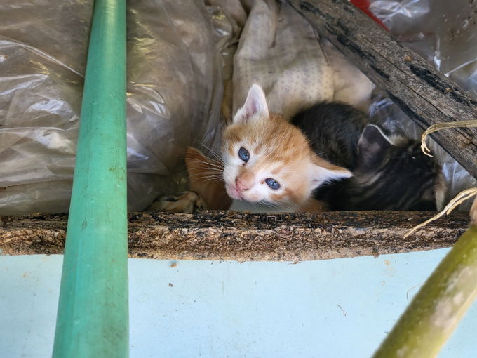 길고양이 사진