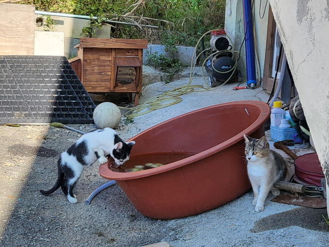 길고양이 사진