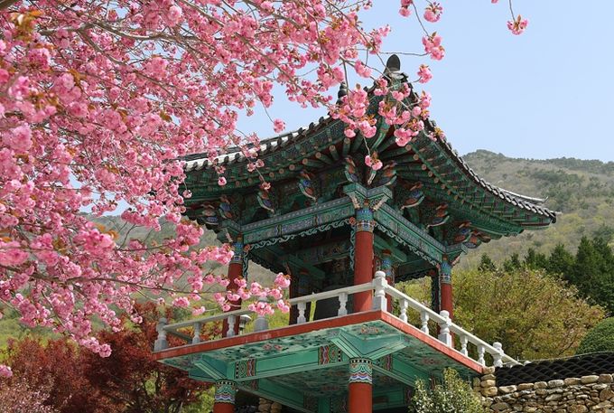 사천9경, 용두공원과 청룡사 겹벚꽃 관심도 높아져