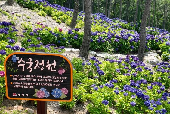 지금 숲소리공원엔 수국이 만발~
