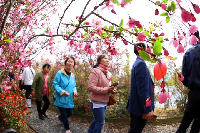 축제 첫날 오전부터 행사장을 찾은 관광객들이 사진찍기에 여념이 없다. 