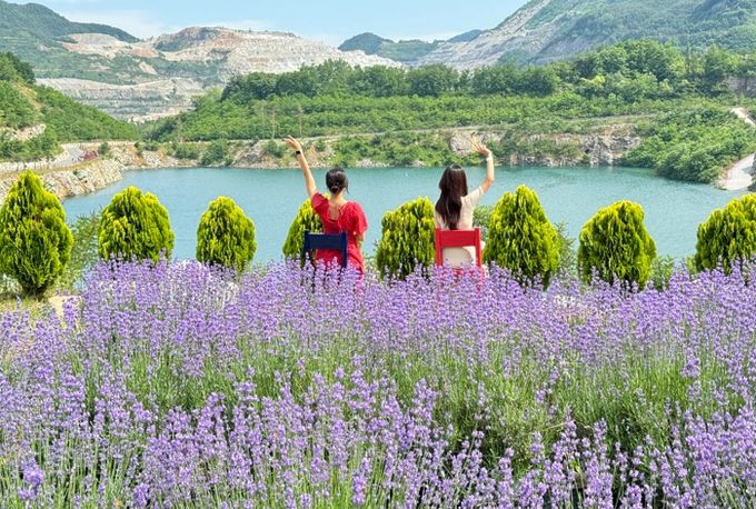 동해시, 7만여 명 찾은 무릉별유천지 라벤더 축제 대성황