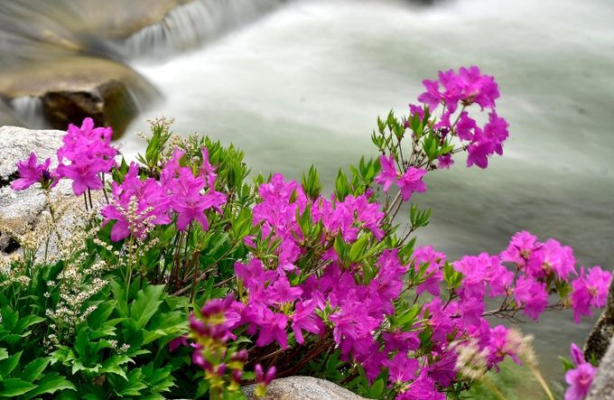 내린천변 철쭉