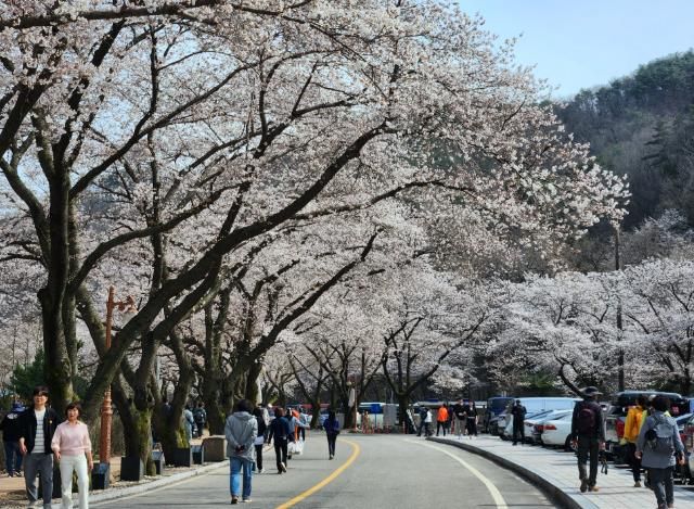 올 봄 벚꽃 구경 놓쳤다면 진안에서 '벚꽃엔딩'(마이산남부 24년 사진)