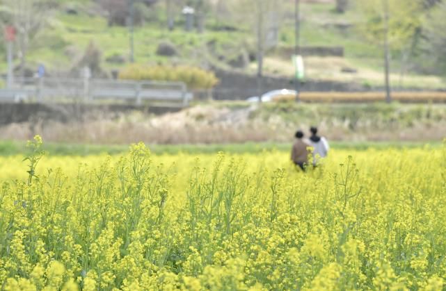 봄빛 물든 담양, 유채꽃 물결 '만개'