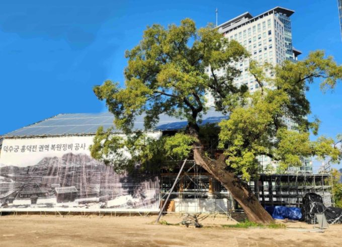 덕수궁 흥덕전 권역 복원현장 전경(2025년 4월)
