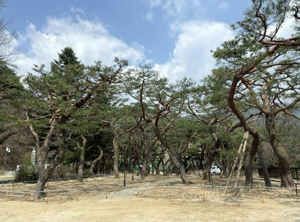 의림지 솔밭공원 수관솎기 후 전경
