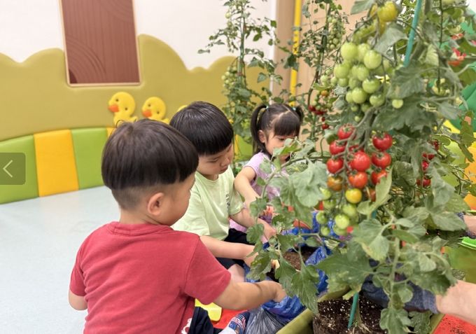 방울토마토 관찰하는 어린이들 모습