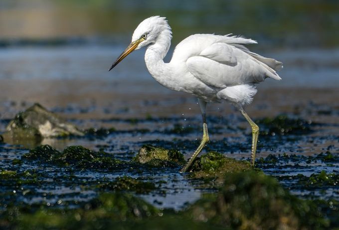 울산시 울주군 서생 솔개공원, 국제보호조 중간 기착지