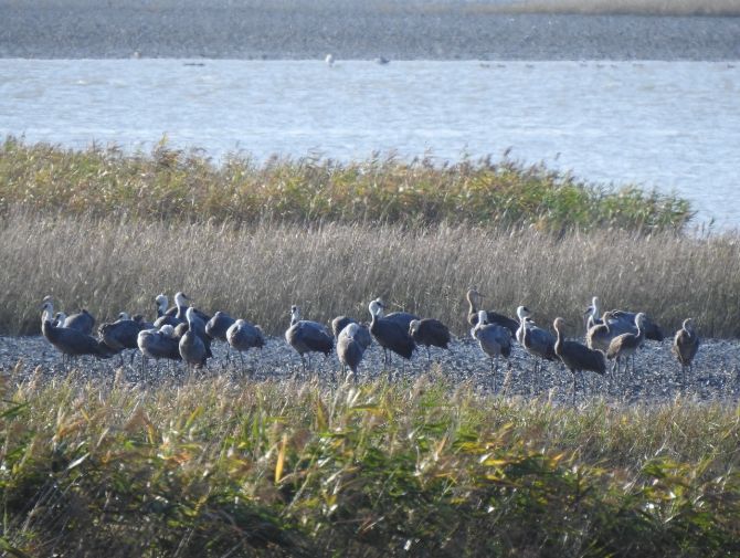 흑두루미 73마리, 순천만 도래