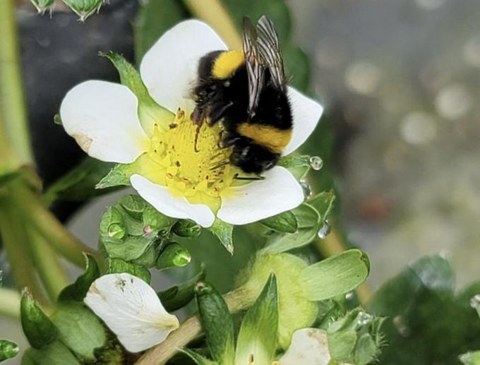 딸기 뒤영벌 투입