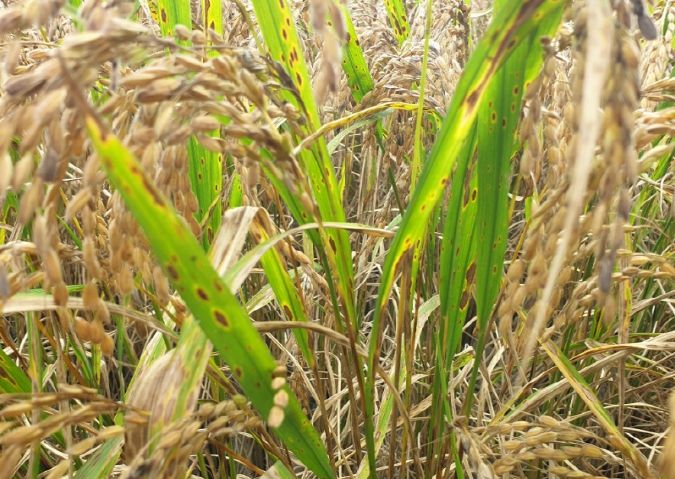 깨씨무늬병 피해 신고 접수