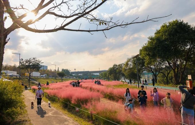 가족, 친구, 연인들이 석봉동 ‘핑크뮬리 행복마을축제’에 참석해 핑크뮬리를 배경으로 사진을 촬영하고 있다.