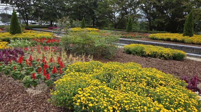 전북도 산림환경연구원, 고원화목원 ‘가을꽃 힐링정원’ 조성