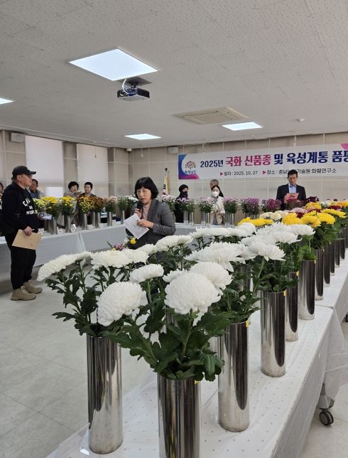 농기원, 국화 신품종 계통 품평회 개최
