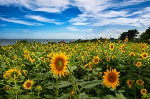 금상_슬도해바라기(권익태)