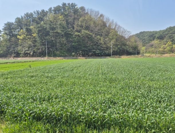 울진군, 맥류 종자 적기 파종 지도