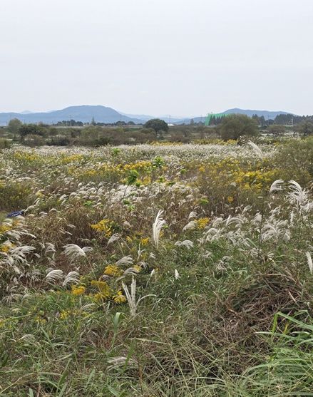 장록습지 내 개화 중인 양미역취