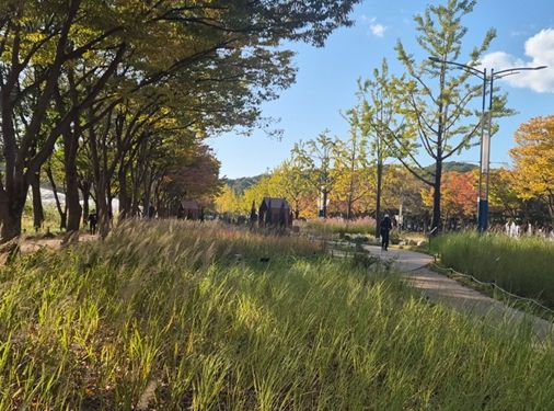 인천대공원에서 즐기는 마지막 코스모스