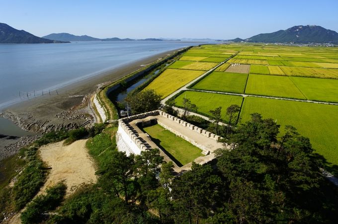 강화군, ‘서해 황금 들녘길’ 걷기 챌린지