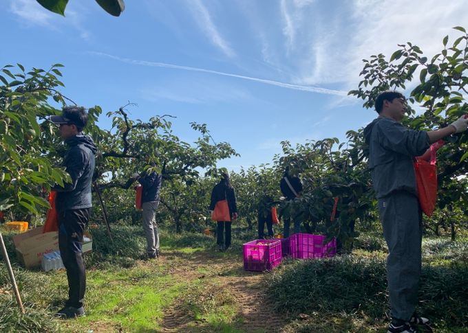 스마트농업과 단감 수확 일손돕기