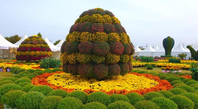 제15회 부안가을愛국화 전시회 개최