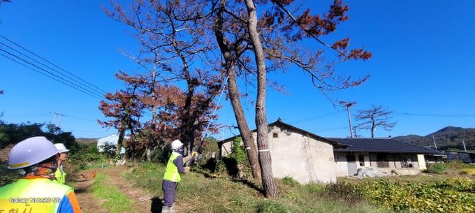 포항시가 2025년 하반기 위험목 제거사업으로 생활권 위험목을 제거하고 있다.