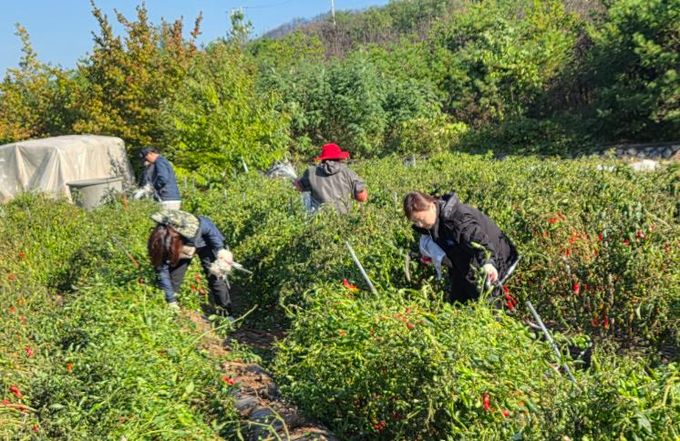 영덕군 농업정책과 직원들이 농촌 일손 돕기 봉사활동을 펼치고 있다.