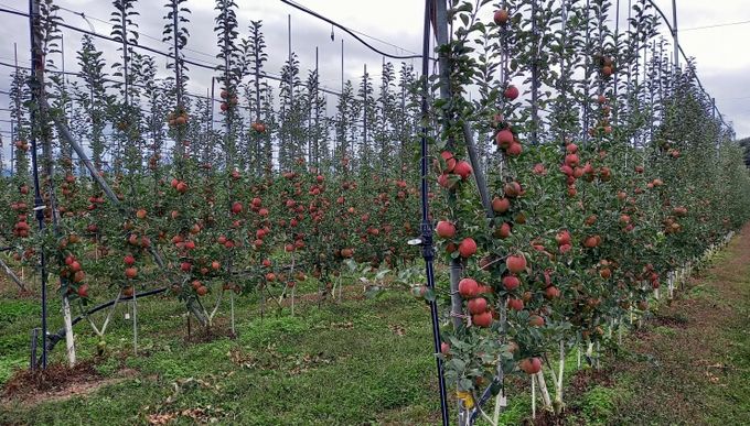 경북도, ‘과실전문생산단지 기반조성’