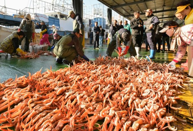 강구항에 열린 2025년 첫 영덕대게 위판 모습.
