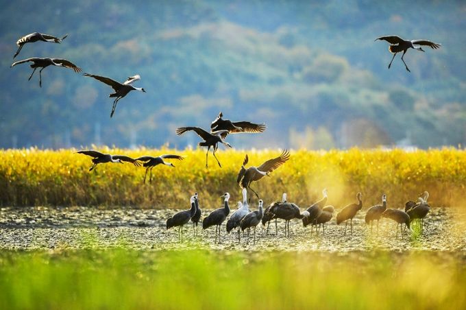 ‘순천만 흑두루미 탐조여행’