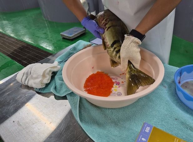 찬바람과 함께 울진 왕피천에 연어가 돌아왔다!