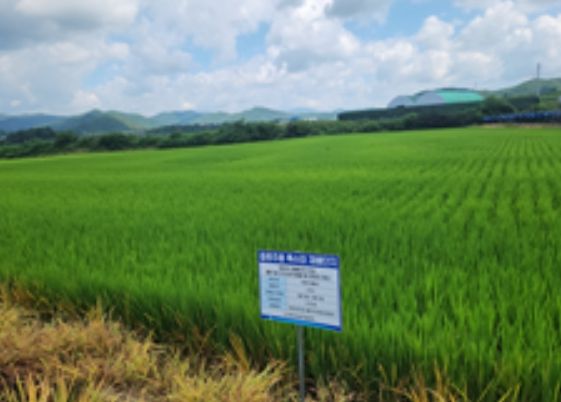 강원도 홍천의 ‘주향미’ 재배단지 전경