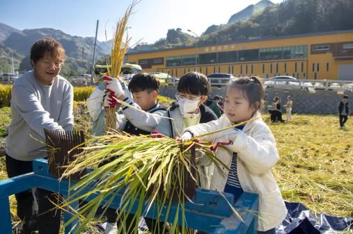 울릉군, 전통 벼 수확 체험행사 성공적으로 마쳐