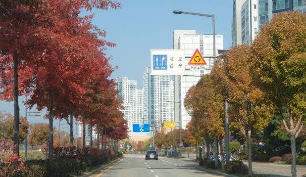 - 세종시, 가로수 종합계획 수립·시민 참여로 아름다운 거리 조성