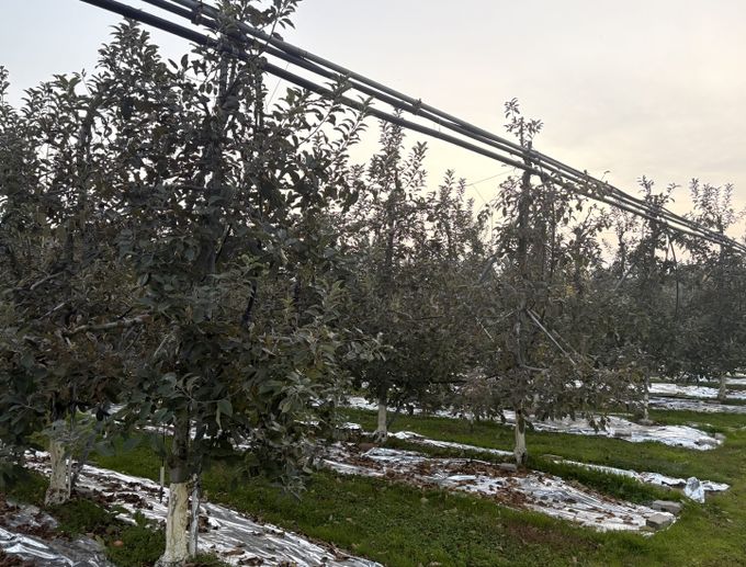 농기원, 내년 품질 향상 위해 시비·관수·동해예방 철저 당부