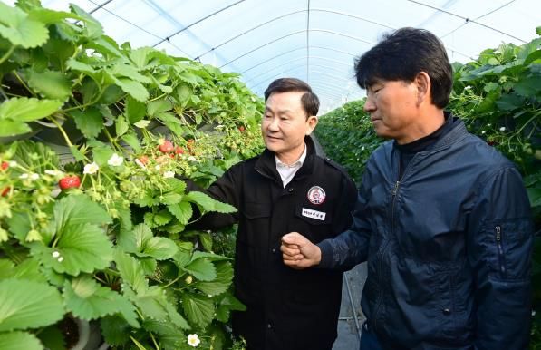 새콤달콤 맛있는 “명품 고령딸기” 첫 수확