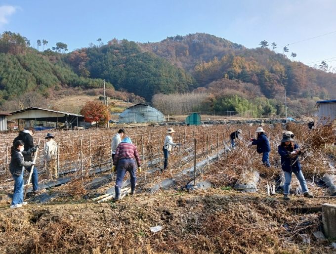금산다락원 가을철 농촌일손돕기