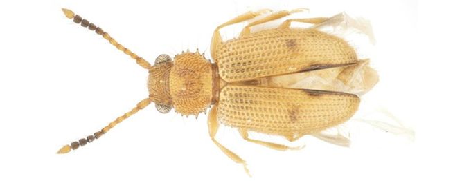 제주도에서 발견된 닮은모래가는납작벌레 사진.