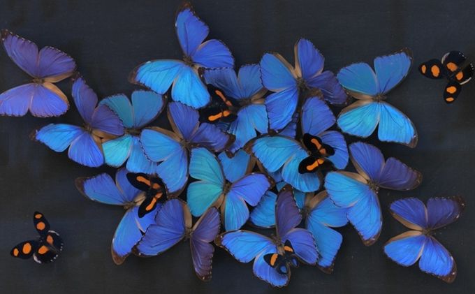 대전곤충생태관 곤충표본 제작