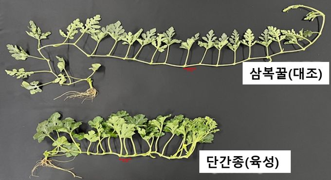 <기존품종과 개발품종의 덩굴길이 비교>