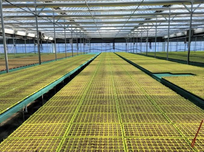 음성군, 2026년 고추묘 신청·접수