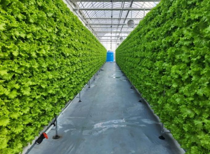 아산형 충남 스마트팜 사관학교 쌈채소 재배