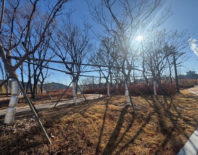 대전시 가로수 보온․가림막 설치