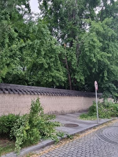 낙하 사고 예방 위한 경기전 은행나무 정비 착수 (인도 변 가지 낙하)